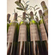 OLIVE OIL (PALESTINIAN) 750ML